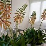 Casa Carlos. Hébergement de vacances Puerto de la Cruz (Tenerife)